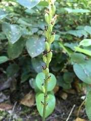 Platanthera unalascensis