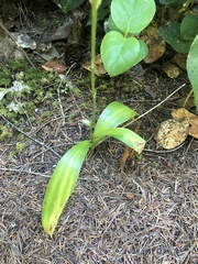 Platanthera unalascensis