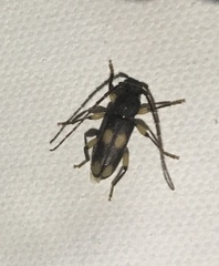 Tylonotus bimaculatus