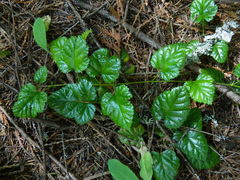 Rubus nivalis