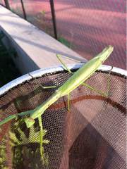 Tenodera angustipennis