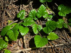 Rubus nivalis