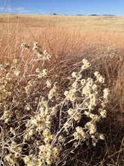 Pseudognaphalium leucocephalum