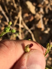 Scrophularia desertorum