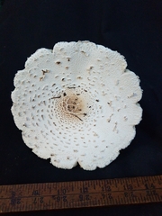 Chlorophyllum molybdites