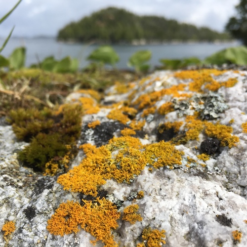 Xanthoria candelaria image