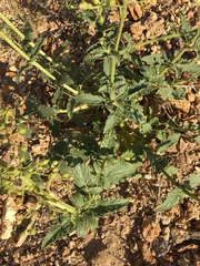 Scrophularia desertorum