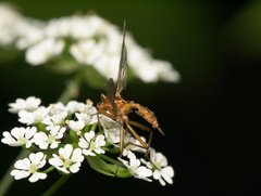 Empis stercorea
