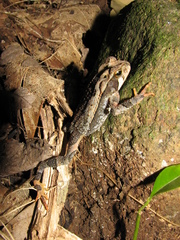 Incilius cavifrons