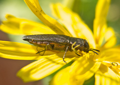 Anthaxia kiesenwetteri