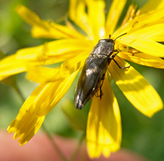 Anthaxia kiesenwetteri