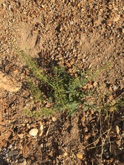 Scrophularia desertorum