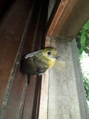 Myiobius sulphureipygius