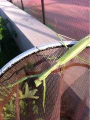 Tenodera angustipennis