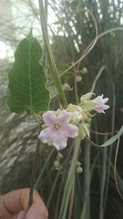 Araujia sericifera