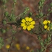 Deinandra paniculata - Photo (c) J. Bailey, osa oikeuksista pidätetään (CC BY-NC)