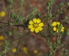 San Diego Tarweed - Photo (c) James Bailey, some rights reserved (CC BY-NC), uploaded by James Bailey