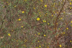 Deinandra paniculata