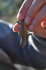 Sceloporus subniger