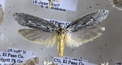 Ethmia discostrigella