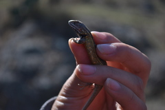 Sceloporus subniger