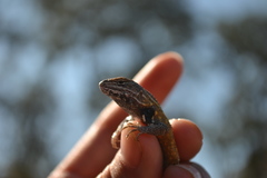 Sceloporus subniger