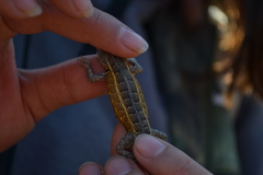 Sceloporus subniger
