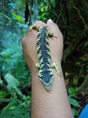 Abronia taeniata