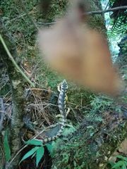 Abronia taeniata