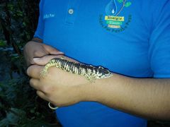 Abronia taeniata