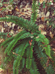 Polystichum imbricans curtum