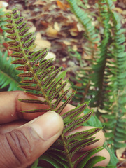 Polystichum imbricans curtum