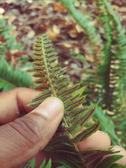 Polystichum imbricans curtum