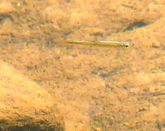 Notropis hudsonius