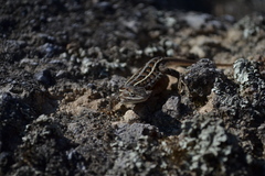 Sceloporus subniger