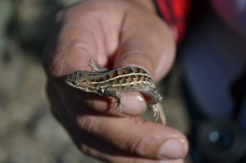 Plateau Bunchgrass Lizard