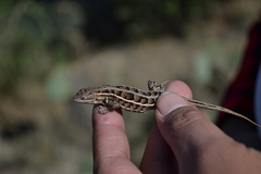 Sceloporus subniger