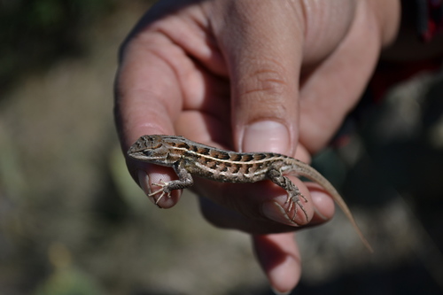 Plateau Bunchgrass Lizard