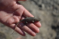 Sceloporus subniger