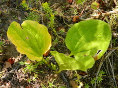 Trillium petiolatum