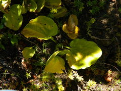 Trillium petiolatum