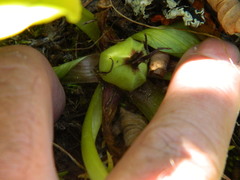Trillium petiolatum
