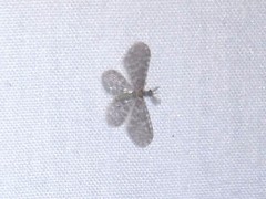 Nallachius americanus