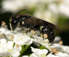 Hylaeus confusus
