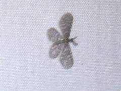 Nallachius americanus