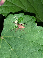Pisaurina