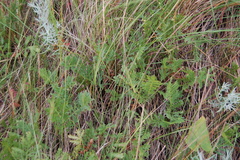 Artemisia latifolia