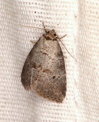 Hyperstrotia pervertens