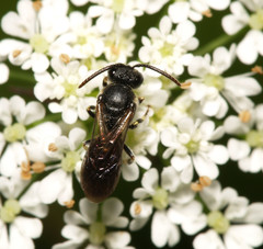 Hylaeus confusus
