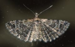 Alucita montana